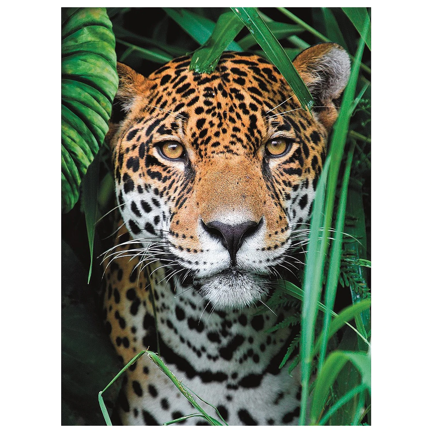 Animal Jaguar puzzle, 500-częściowe zdjęcie produktu