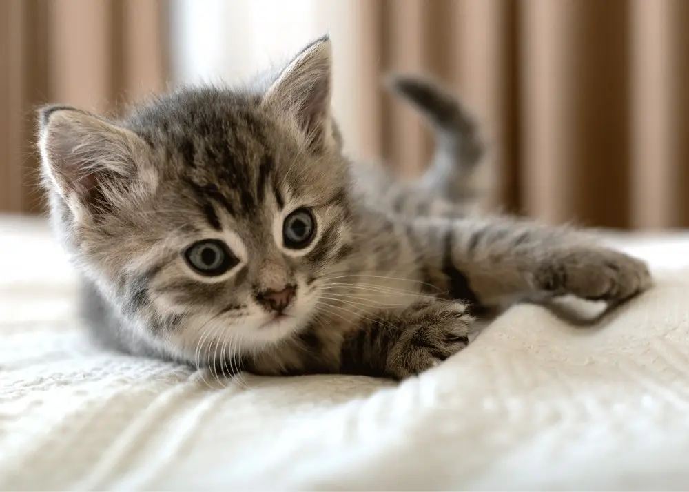 Koc polarowy z motywem kota 100*140cm zdjęcie produktu