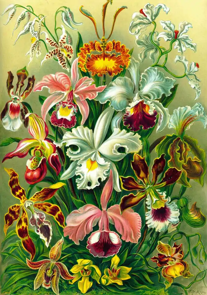 Puzzle Ernst Haeckel Orchidea (1000 elementów) zdjęcie produktu