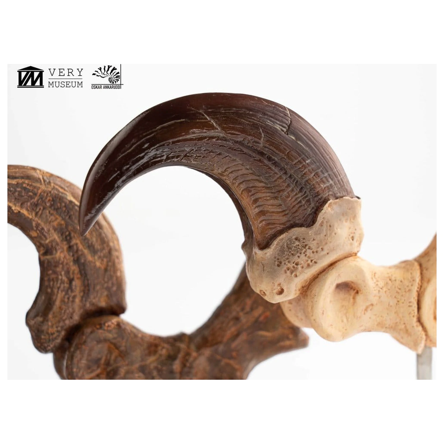 Jurassic Park ECC Elite Creature Line Statua Pazur stopy Velociraptora i zestaw skamieniałych pazurów 20 cm zdjęcie produktu