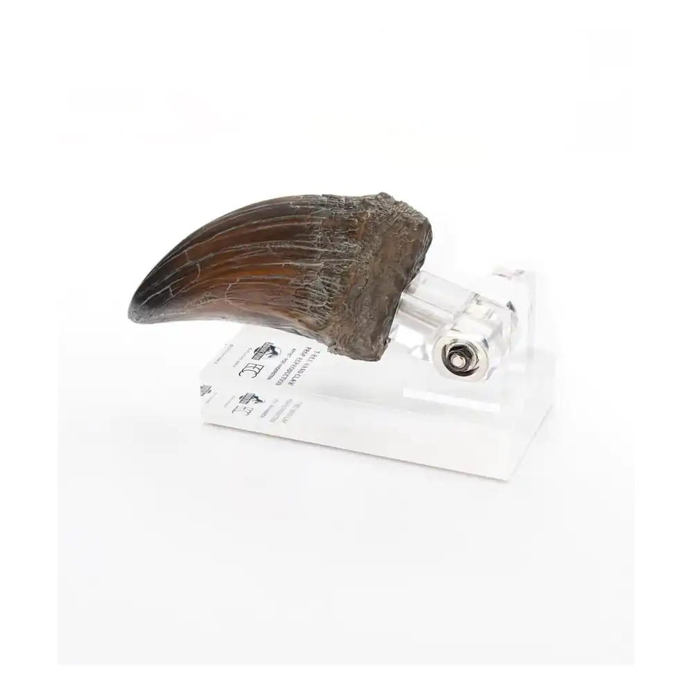 Jurassic Park Statue T-Rex Ręka Szpon 13 cm zdjęcie produktu