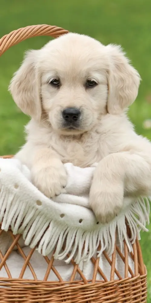 Ręcznik plażowy dla psa, Ręcznik kąpielowy 70*140cm zdjęcie produktu