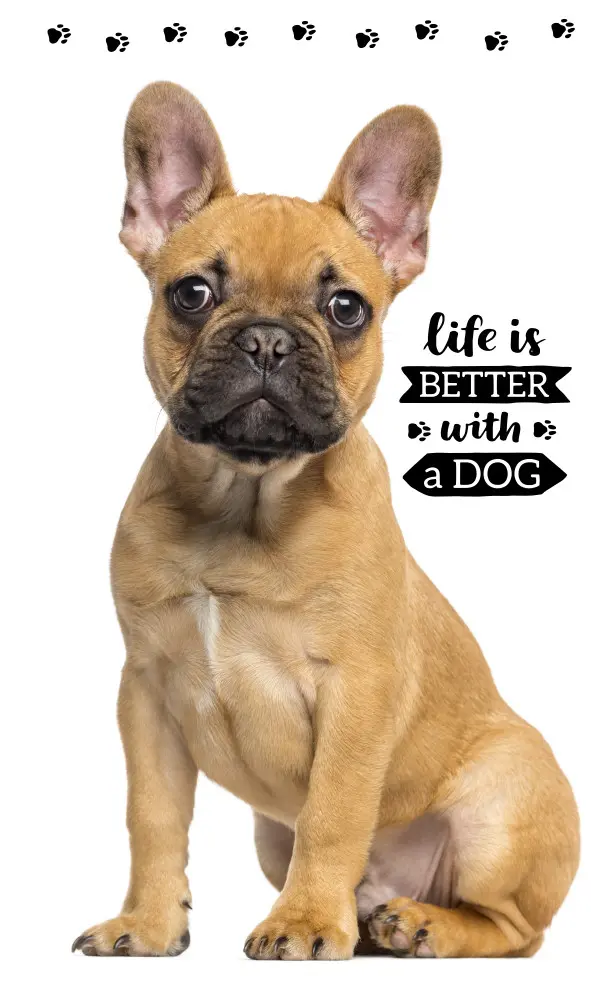 Ręcznik do rąk i twarzy z motywem psa, Ręcznik 30*50cm zdjęcie produktu