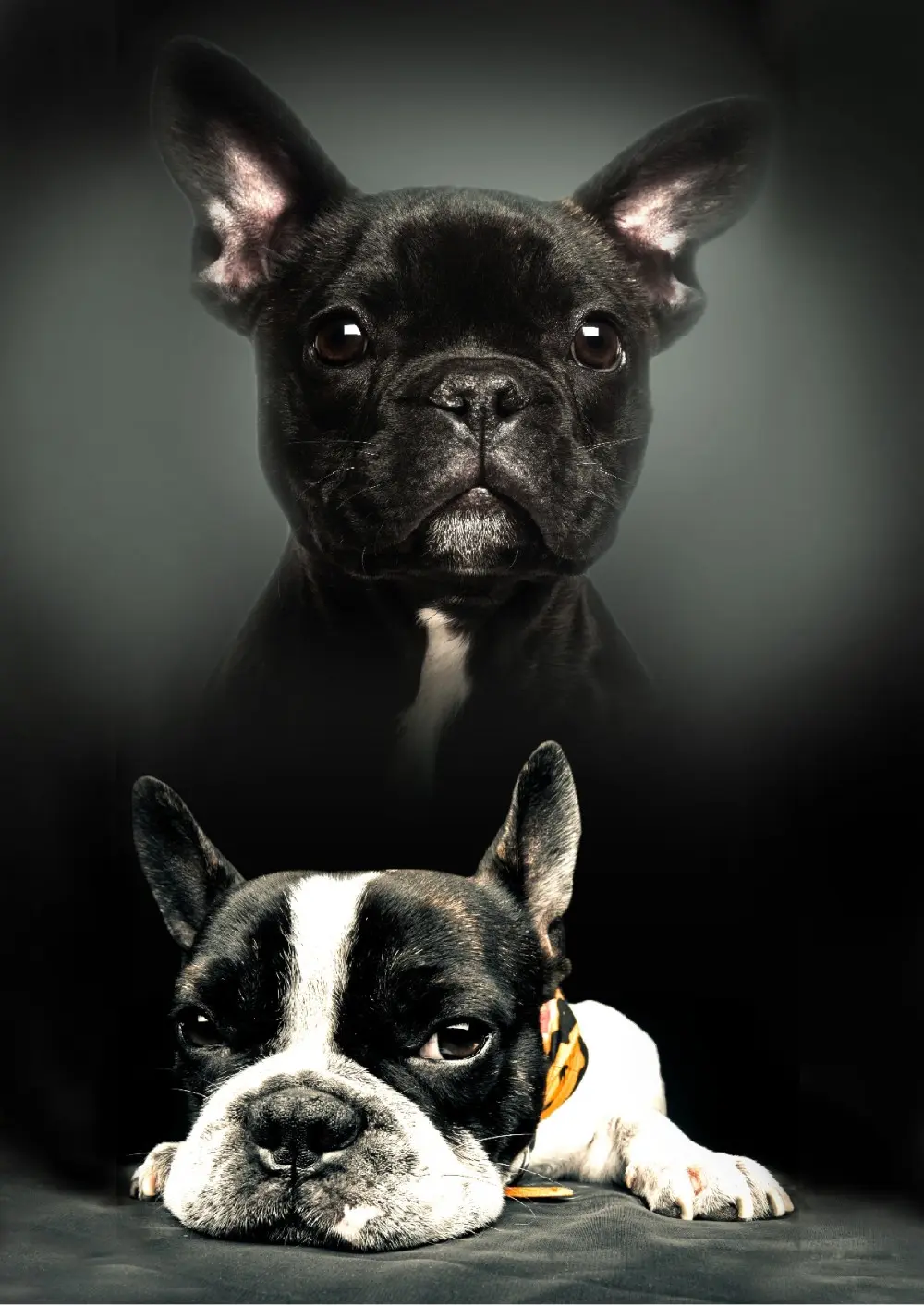 Koc polarowy z nadrukiem Psa 100*140cm zdjęcie produktu