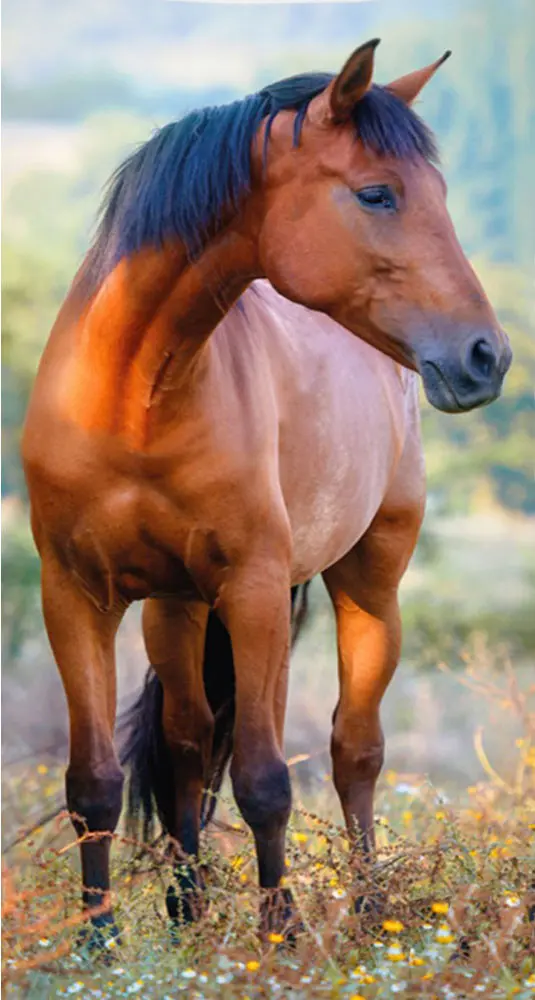 Ręcznik do rąk jeździecki, Ręcznik do twarzy, ręcznik 30*50cm zdjęcie produktu