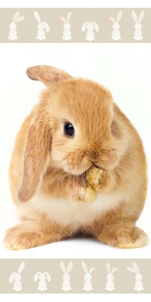 Ręcznik kąpielowy Bunny, ręcznik plażowy 70*140cm zdjęcie produktu