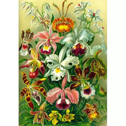 Puzzle Ernst Haeckel Orchidea (1000 elementów) termékfotója