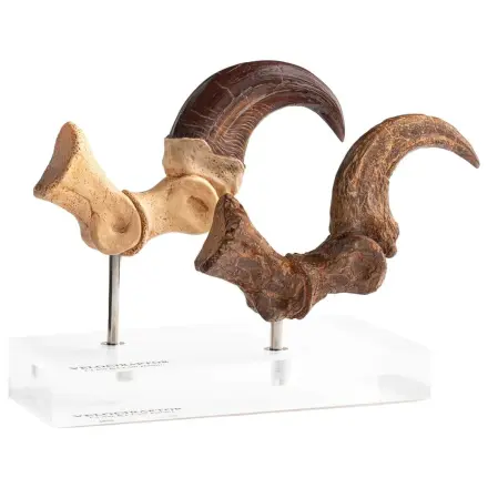 Jurassic Park ECC Elite Creature Line Statua Pazur stopy Velociraptora i zestaw skamieniałych pazurów 20 cm zdjęcie produktu