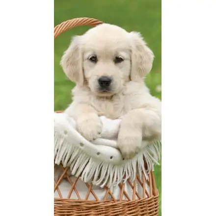 Ręcznik plażowy dla psa, Ręcznik kąpielowy 70*140cm zdjęcie produktu